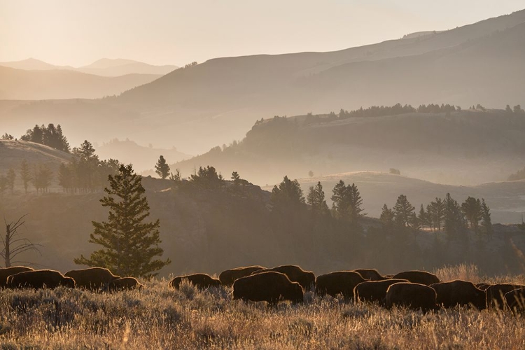 Picture of BISON HERD, LAMAR VALLEY, YELLOWSTONE NATIONAL PARK