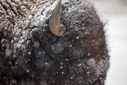 Picture of BISON IN SNOW, MAMMOTH HOT SPRINGS, YELLOWSTONE NATIONAL PARK