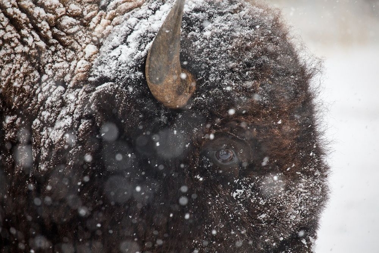 Picture of BISON IN SNOW, MAMMOTH HOT SPRINGS, YELLOWSTONE NATIONAL PARK