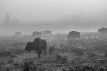 Picture of BISON IN THE FOG, SWAN LAKE FLAT, YELLOWSTONE NATIONAL PARK