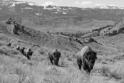 Picture of BISON AT GARDINER BASIN, YELLOWSTONE NATIONAL PARK