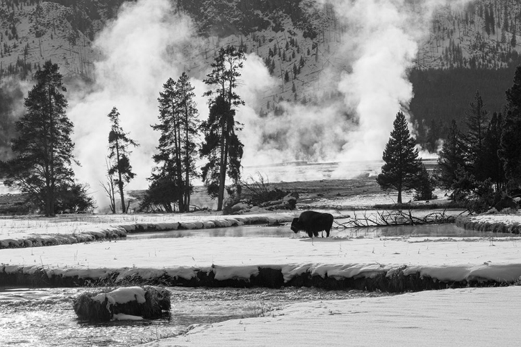 Picture of BISON NEAR BISCUIT BASIN, YELLOWSTONE NATIONAL PARK