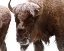 Picture of BISON NEAR ELK PARK, YELLOWSTONE NATIONAL PARK
