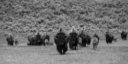 Picture of BISON ON THE MOVE, LAMAR VALLEY, YELLOWSTONE NATIONAL PARK