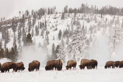 Picture of BISON ALONG THE FIREHOLE RIVER, YELLOWSTONE NATIONAL PARK