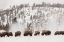 Picture of BISON ALONG THE FIREHOLE RIVER, YELLOWSTONE NATIONAL PARK