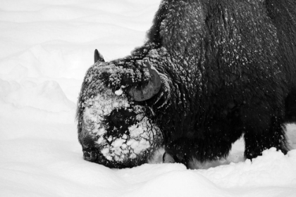 Picture of BISON SNOW PLOUGH NEAR RAINY LAKE, YELLOWSTONE NATIONAL PARK