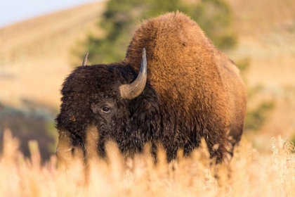 Picture of BISON, BLACKTAIL DEER PLATEAU, YELLOWSTONE NATIONAL PARK