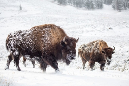 Picture of BISON I, LAMAR VALLEY, YELLOWSTONE NATIONAL PARK