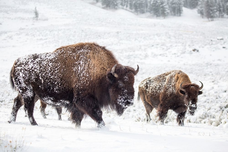 Picture of BISON I, LAMAR VALLEY, YELLOWSTONE NATIONAL PARK