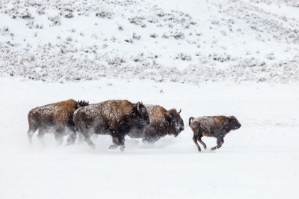 Picture of BISON II, LAMAR VALLEY, YELLOWSTONE NATIONAL PARK