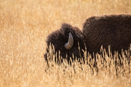 Picture of BISON III, LAMAR VALLEY, YELLOWSTONE NATIONAL PARK