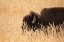 Picture of BISON III, LAMAR VALLEY, YELLOWSTONE NATIONAL PARK