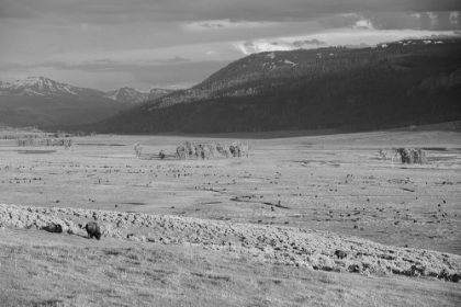 Picture of BISON IV, LAMAR VALLEY, YELLOWSTONE NATIONAL PARK