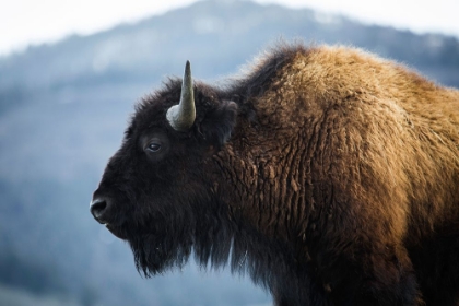 Picture of BISON V, LAMAR VALLEY, YELLOWSTONE NATIONAL PARK