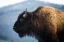 Picture of BISON V, LAMAR VALLEY, YELLOWSTONE NATIONAL PARK