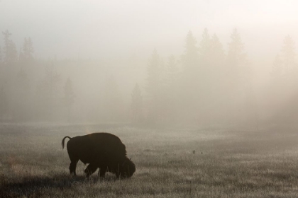 Picture of BISON, LOWER GEYSER BASIN, YELLOWSTONE NATIONAL PARK