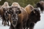 Picture of BISON, NORRIS GEYSER BASIN, YELLOWSTONE NATIONAL PARK