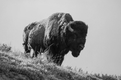 Picture of BISON, YELLOWSTONE NATIONAL PARK