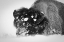 Picture of CLOSE UP OF BISON, YELLOWSTONE NATIONAL PARK