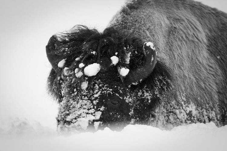 Picture of CLOSE UP OF BISON, YELLOWSTONE NATIONAL PARK