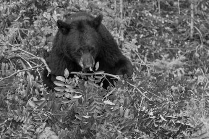 Picture of BLACK BEAR NEAR THE MAMMOTH TO TOWER ROAD, YELLOWSTONE NATIONAL PARK