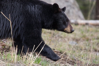 Picture of BLACK BEAR, YELLOWSTONE NATIONAL PARK