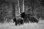 Picture of BLACK BEAR SOW WITH CUB, TOWER FALL, YELLOWSTONE NATIONAL PARK