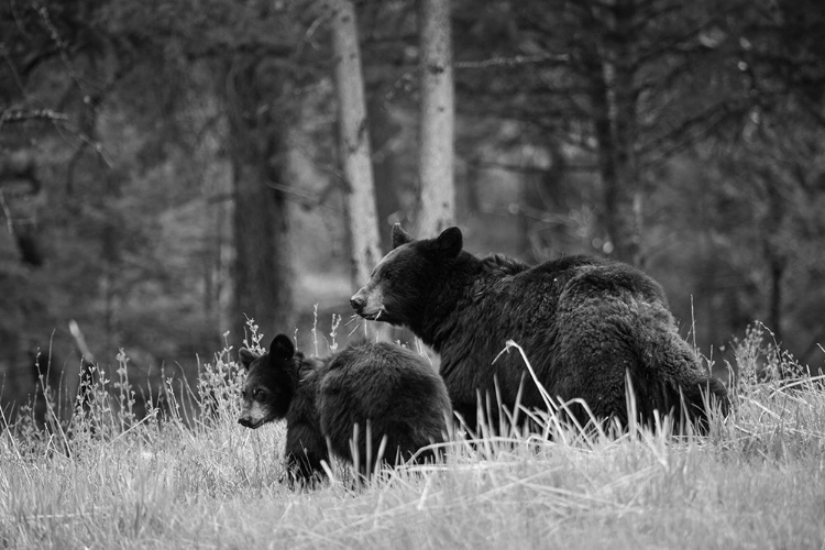 Picture of BLACK BEAR SOW WITH CUB, TOWER FALL, YELLOWSTONE NATIONAL PARK