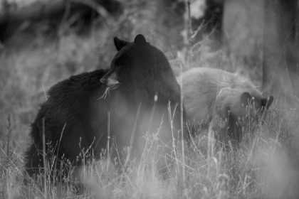Picture of BLACK BEAR SOW WITH CUB, TOWER FALL, YELLOWSTONE NATIONAL PARK
