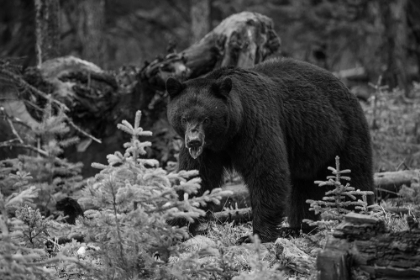 Picture of BLACK BEAR, YELLOWSTONE NATIONAL PARK