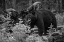 Picture of BLACK BEAR, YELLOWSTONE NATIONAL PARK