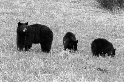 Picture of BLACKBEAR SOW AND CUBS, YELLOWSTONE NATIONAL PARK