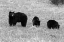 Picture of BLACKBEAR SOW AND CUBS, YELLOWSTONE NATIONAL PARK