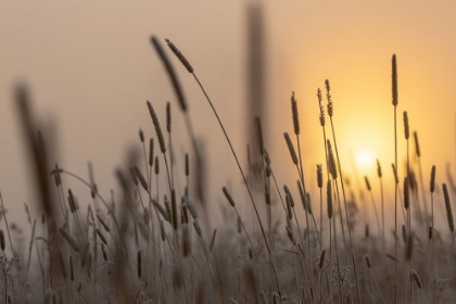 Picture of BACKLIT GRASSES AT SUNRISE, YELLOWSTONE NATIONAL PARK