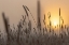 Picture of BACKLIT GRASSES AT SUNRISE, YELLOWSTONE NATIONAL PARK