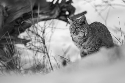 Picture of BOBCAT ALONG THE MADISON RIVER, YELLOWSTONE NATIONAL PARK