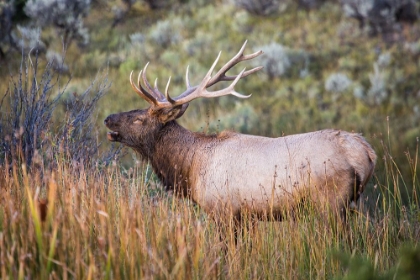 Picture of BUGLING ELK, MAMMOTH HOT SPRINGS, YELLOWSTONE NATIONAL PARK