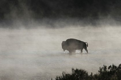 Picture of BULL BISON CROSSING YELLOWSTONE RIVER, YELLOWSTONE NATIONAL PARK