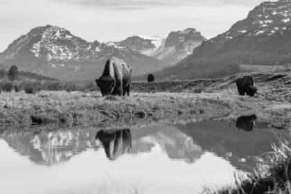 Picture of BULL BISON GRAZE IN LAMAR VALLEY, YELLOWSTONE NATIONAL PARK