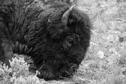 Picture of BULL BISON GRAZE IN LAMAR VALLEY, YELLOWSTONE NATIONAL PARK