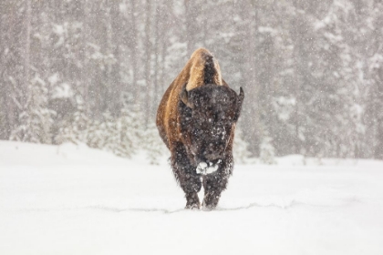 Picture of BULL BISON DURING A SNOW STORM, YELLOWSTONE NATIONAL PARK