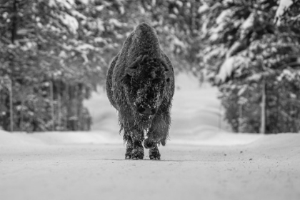 Picture of BULL BISON NEAR FISHING BRIDGE, YELLOWSTONE NATIONAL PARK