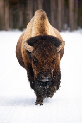 Picture of BULL BISON NEAR MIDWAY GEYSER BASIN, YELLOWSTONE NATIONAL PARK