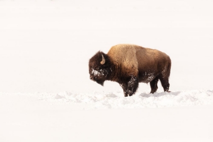 Picture of BULL BISON ON A WINTER DAY, YELLOWSTONE NATIONAL PARK