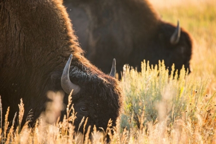 Picture of BULL BISON, BLACKTAIL DEER PLATEAU, YELLOWSTONE NATIONAL PARK