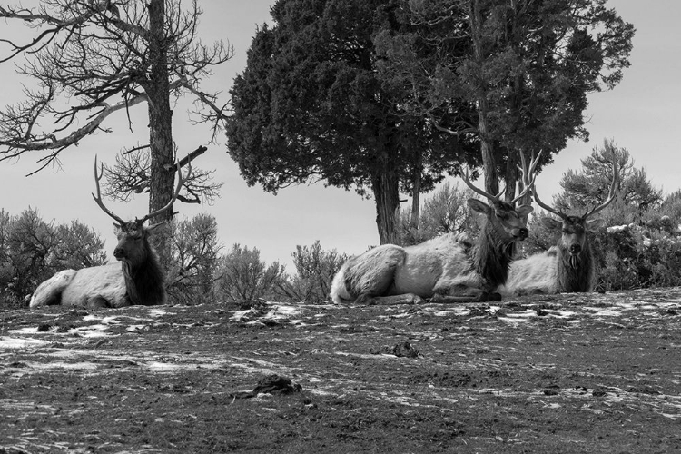 Picture of BULL ELK AT MAMMOTH HOT SPRINGS, YELLOWSTONE NATIONAL PARK