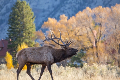 Picture of BULL ELK BUGLING, MAMMOTH HOT SPRINGS, YELLOWSTONE NATIONAL PARK