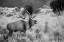 Picture of BULL ELK BUGLING, MAMMOTH HOT SPRINGS, YELLOWSTONE NATIONAL PARK
