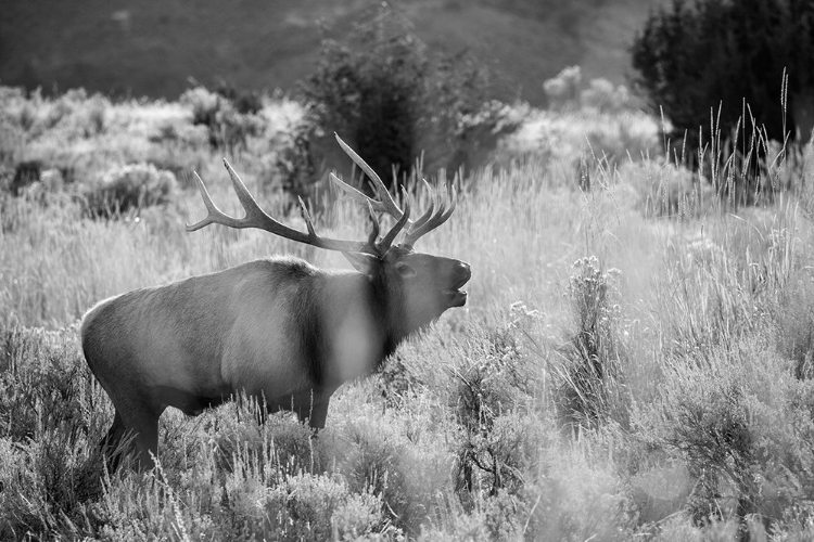 Picture of BULL ELK BUGLING, MAMMOTH HOT SPRINGS, YELLOWSTONE NATIONAL PARK